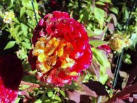 photos 2000-200902737
